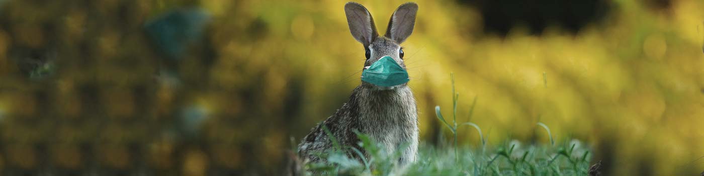 bunny wearing face mask