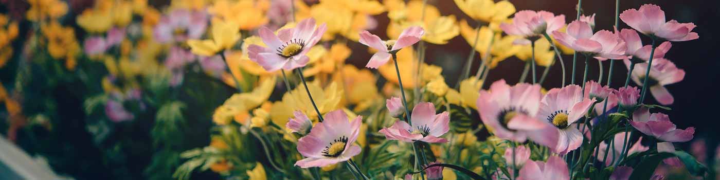 yellow and pink flowers
