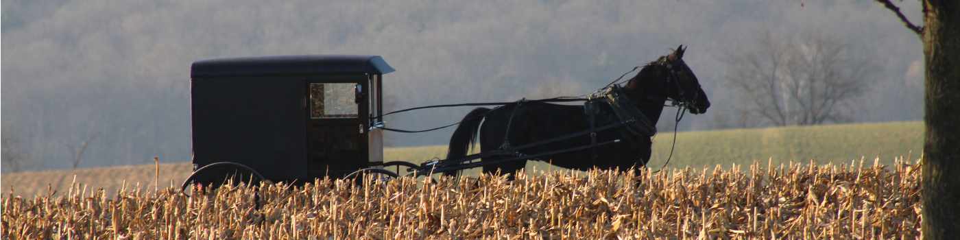 Amish horse and buggy on the road behind a field.